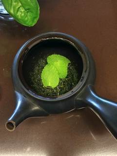 mint (3).jpg